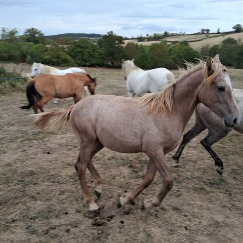 Pouliche apaloosa croisé poney français de selle-arabe