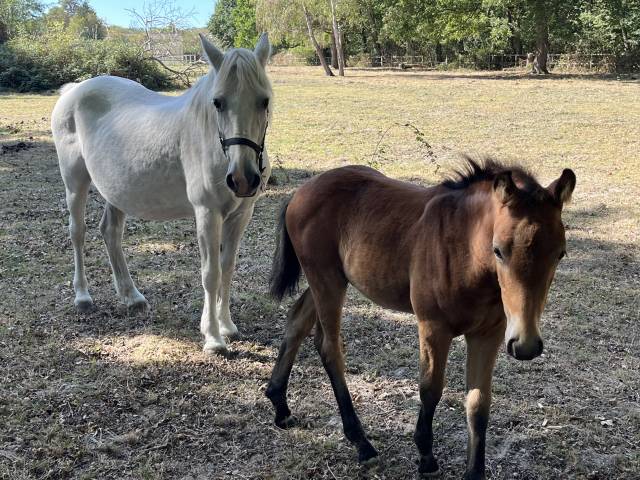 Poulinière suitée foal par movie star