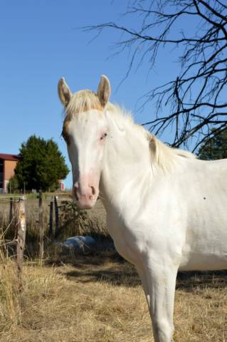 Pouliche pie palomino 