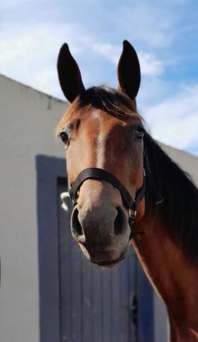 ? à vendre – jument trotteuse, 2 ans ?  