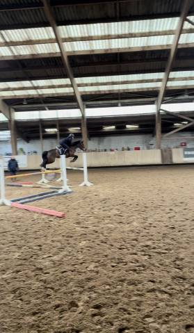 Poney de sport 