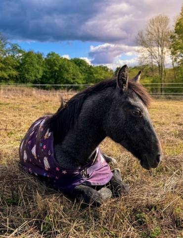 Poneys oc, connemara x dsa