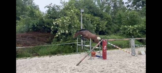 Mâle de 3 ans 