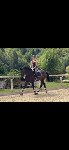 Magnifique jument 6 ans