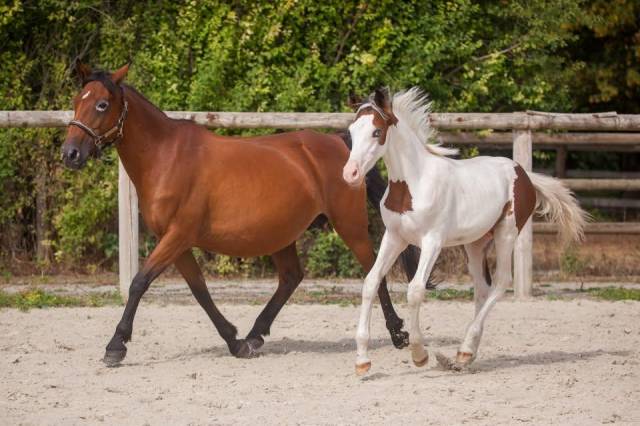 Ponette poulinière new forest importée de grande bretag