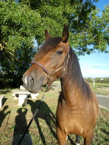 Cheval 4 ans