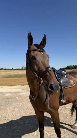 Beau cheval à vendre 