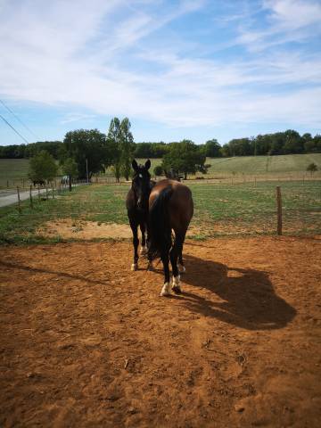 Petit cheval noir