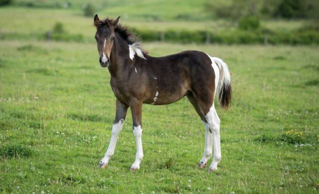 Poulain oc sport/loisir 