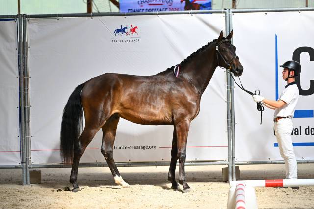 2 ans dressage