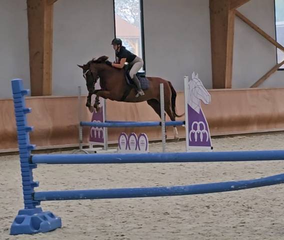 Jument 5 ans kwpn levi lvd x kennedy