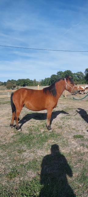 Ponette de 9 ans, onc poney