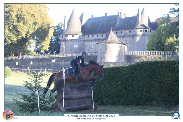 Hongre de 5 ans