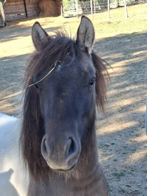 Plusieurs poneys shetland disponibles