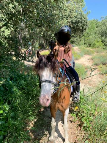 Poney type welsh 6ans