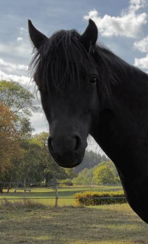 Hermione winsmill — ponette dartmoor — 9 ans