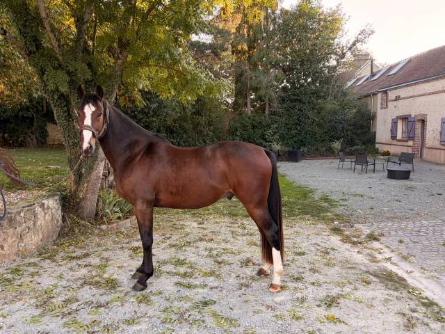 Magic blue – jeune cheval prometteur