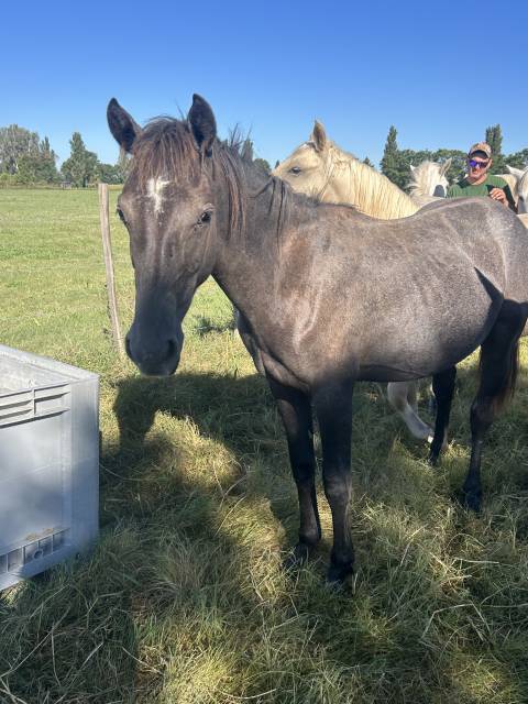 Poulain quarter horse 