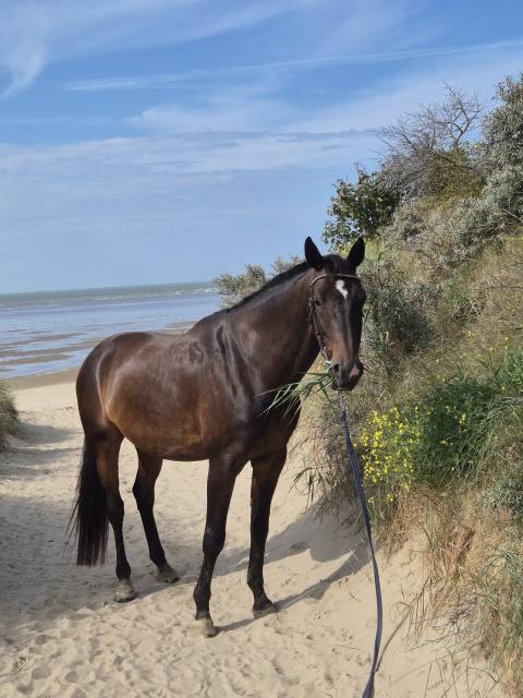 Cheval de loisir 