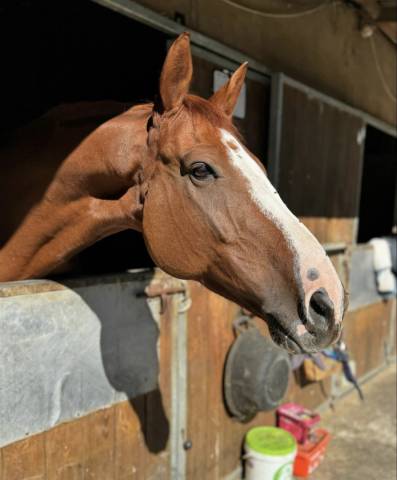 à vendre hadji de l amont par candy de nantuel