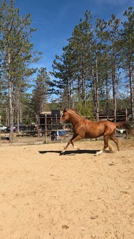 Hongre paint horse de 3ans 