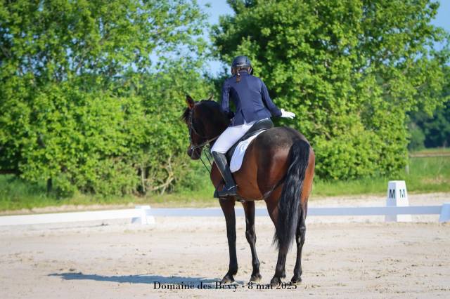 Cheval pre 5 ans 