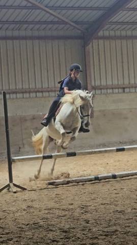 Poney type camarguais oncp 8 ans
