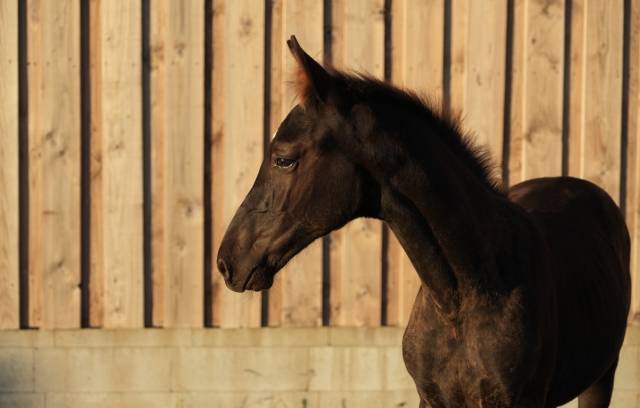 Magnifique poulain sbs par pegase van't ruytershof