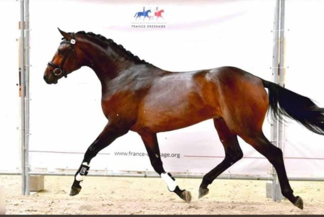 Magnifique hanovrien dressage