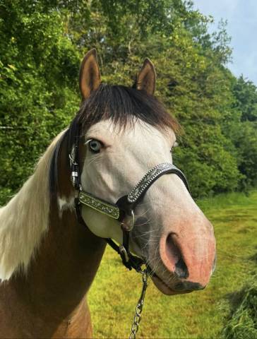 Nevrasko de la tour : nevrasko de la tour - saillie paint horse