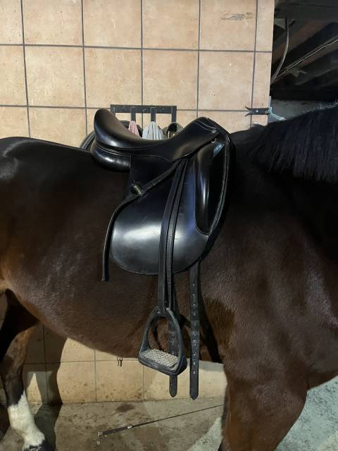 Selle Amerigo Vega 