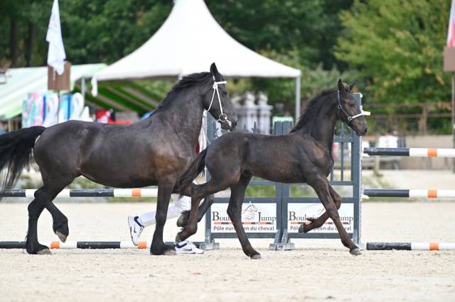 Hector du graffard poulain frison ne le 13/05/26