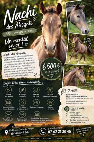 Nashi des absynts – pfs hongre – 3 ans