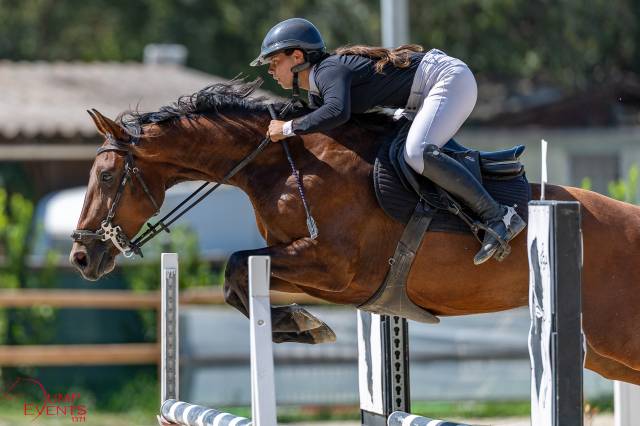 Jument de 8 ans à vendre