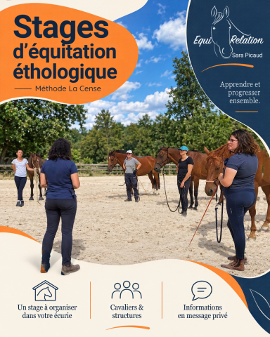 Organisation de stages d’équitation éthologique dans vo