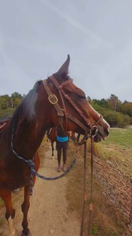 Cheval pur-sang anglais