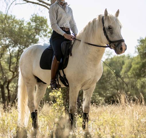 Cheval dressage maître décole