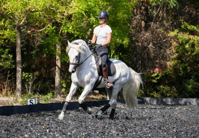 Cheval dressage maître décole
