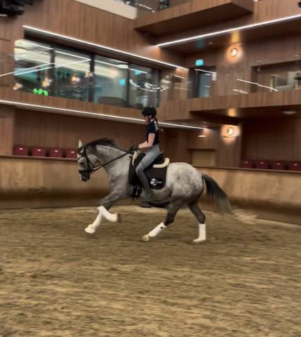 Magnifique jument cde 4 ans