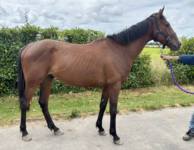 Cheval ps de 5 ans