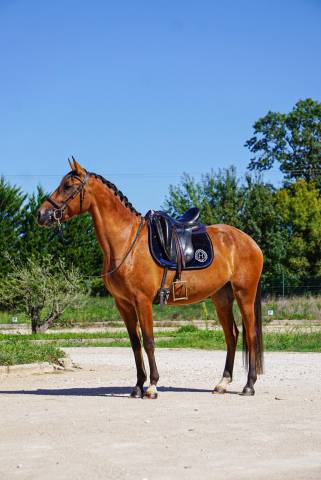 Jument - pure race lusitanien - 4 ans - dressage / polyvalente - france
