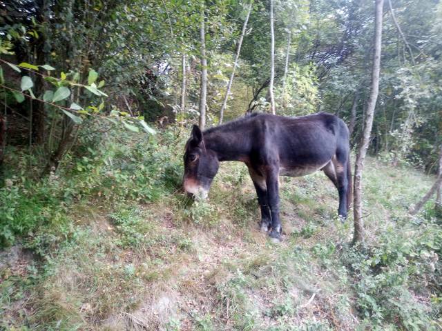 Mulet hongre 22ans