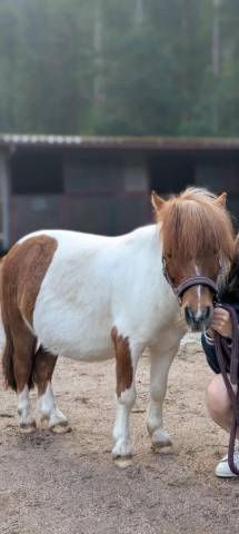 Mini shetland