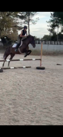 Jument 4ans