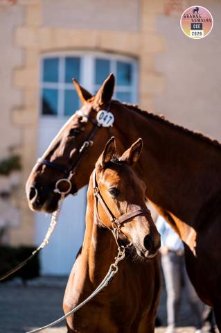 Vice championne de france foal