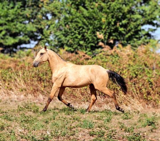 Cheval lusitanien