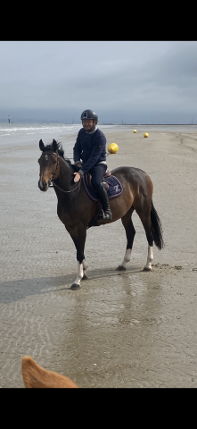 Jolie jument sf 7 ans