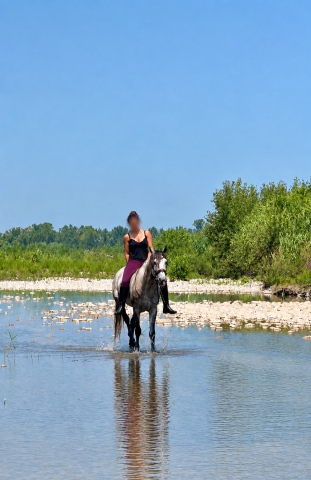 Cheval onc lusitanien 7ans dressage loisir 