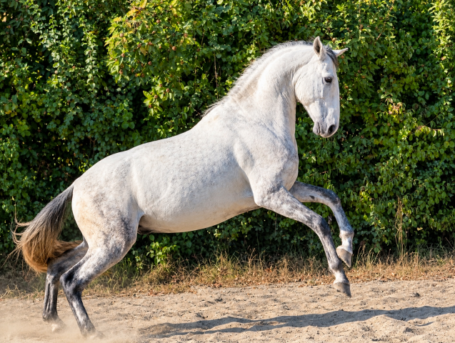 Cheval onc lusitanien 7ans dressage loisir