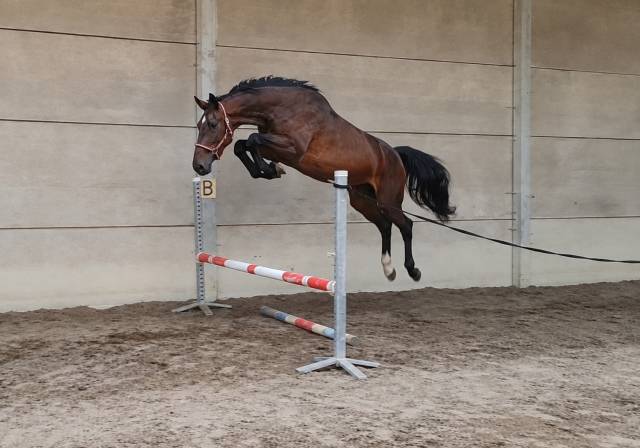 Jument de 3 ans kwpn